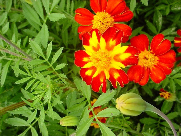 MARIGOLD 'Red Metamorph'