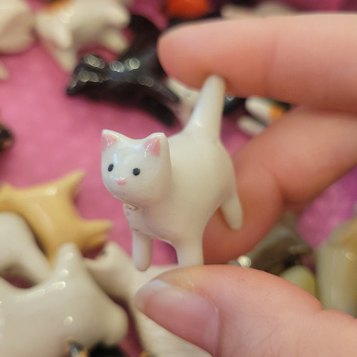 SP - White Cat