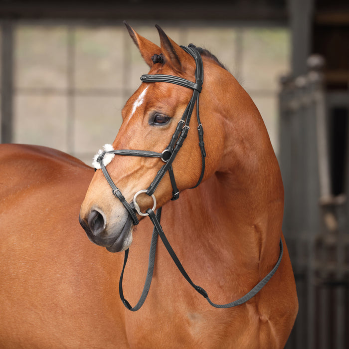 Avignon Woodside Bridle