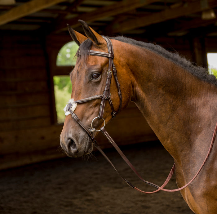 Avignon Woodside Bridle