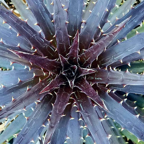 Dyckia 'Grape Jelly'