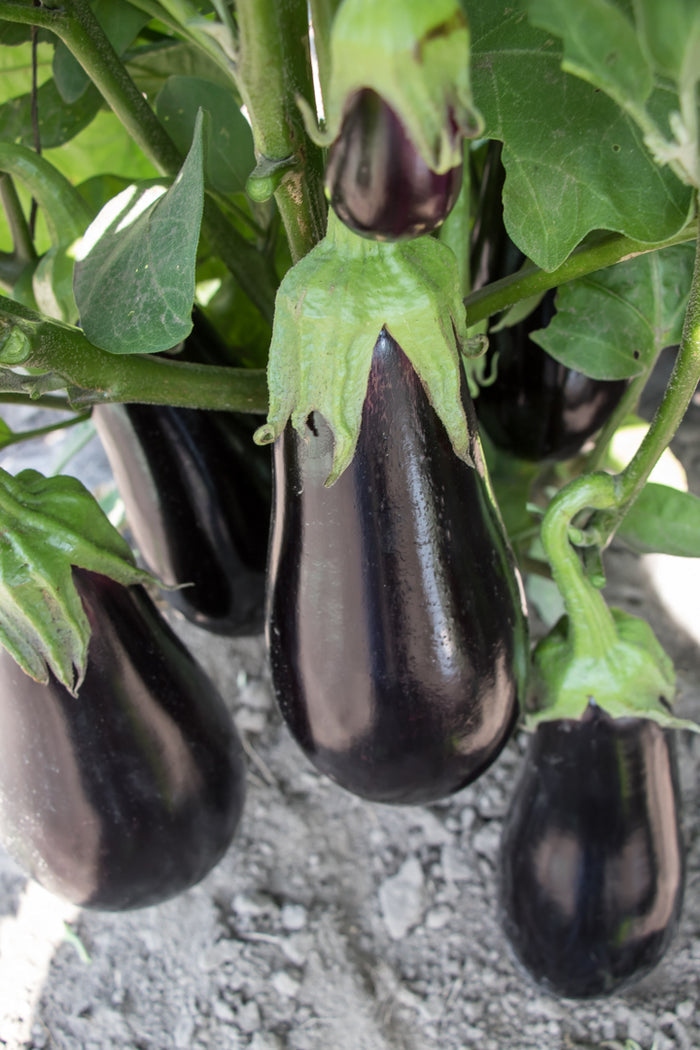 EGGPLANT 'Gaudi'