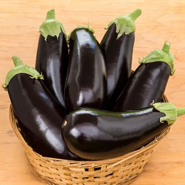 EGGPLANT 'Gaudi'