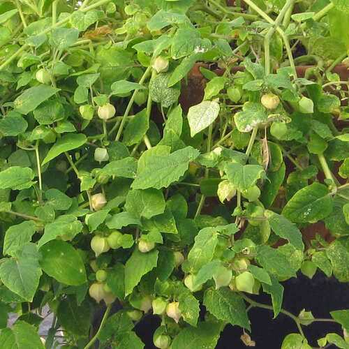 GROUNDCHERRY 'Aunt Molly's'