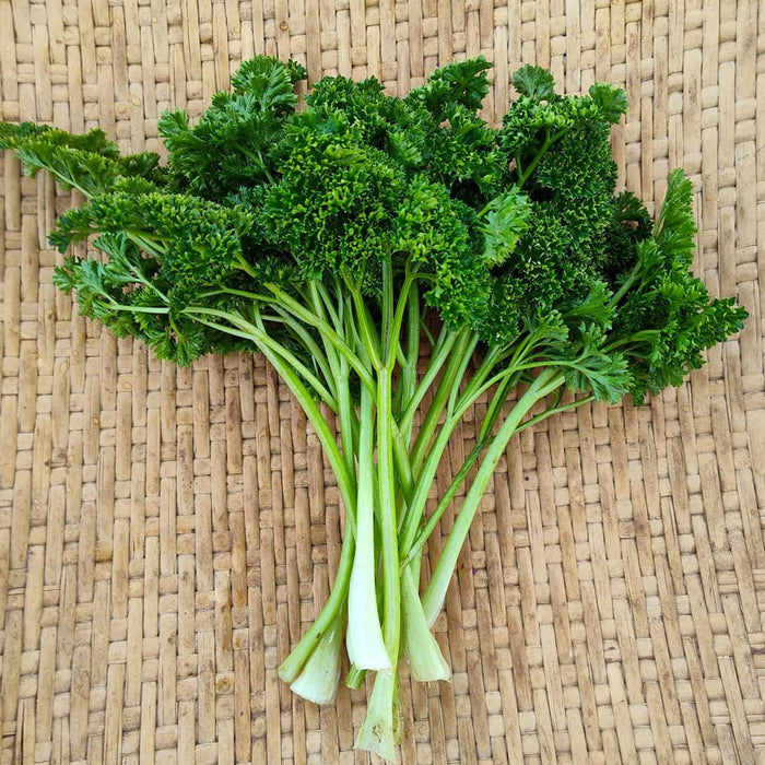PARSLEY 'Forest Green' --Petroselinum crispum--