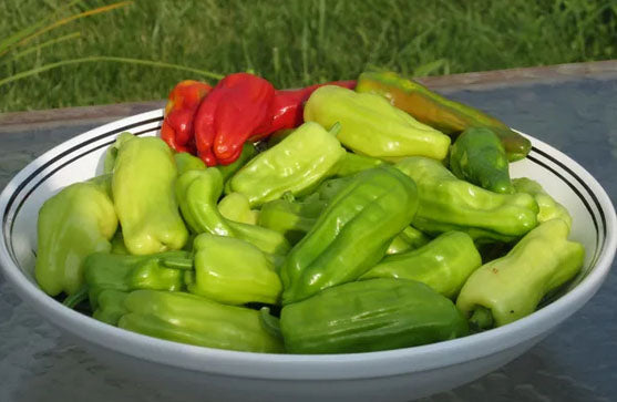 PEPPER 'Pepperoncini Stavros'