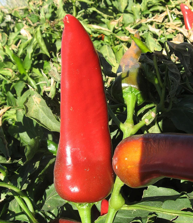 PEPPER 'Pueblo Chile'