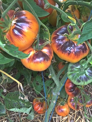 TOMATO 'Afternoon Delight'