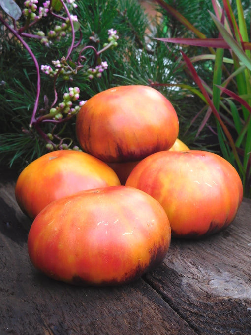 TOMATO 'Afternoon Delight'