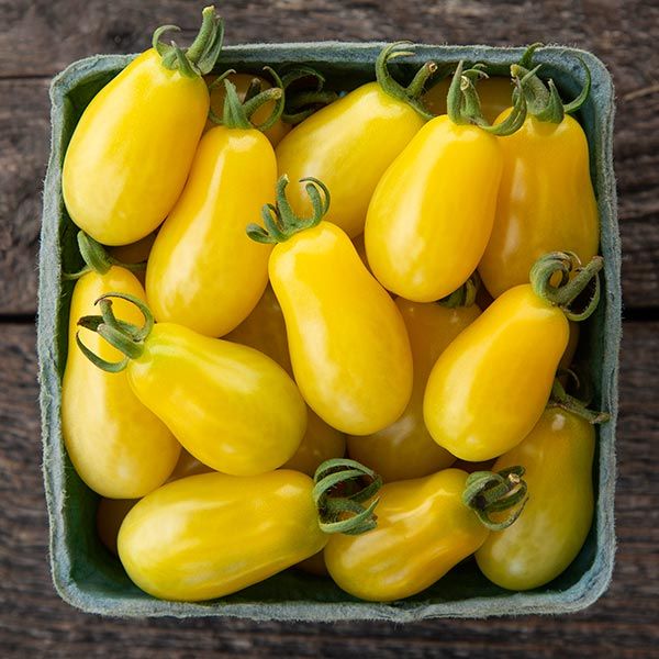 TOMATO 'Moonbeam'